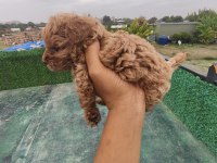 Küçük toy poodle