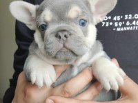 Egzotik French Bulldog Yavrular