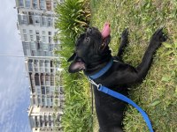 Artık bakamadığım için köpeğimi ücretsiz sahiplendiriyorum