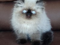 Şecere (Soy) belgeli persian (iran) erkek yavru
