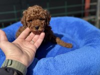 700 gr 4 aylık kore micro tea cup poodle