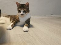 1 yaşından küçük oyuncu, uslu tekir kedimiz