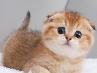Top Kafacık Golden Scottish Fold 