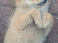 4 aylık pomeranian
