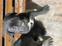 ERKEK DİSİ YAVRU CANE CORSO