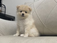 2 aylık dişi erkek pomeranian boo