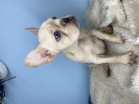Renkli gözlü erkek french bulldog bebek yeni yuvasını arıyor