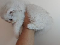 Şampiyon anne babanın british bebek kızı pet verilecektir