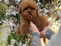 Gerçek TOY POODLE bebekler safkan