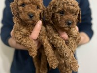 Red toy poodle