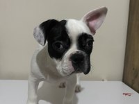 3 aylık sağlıklı yavru french bulldog