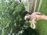 Pug Mops Yavrular