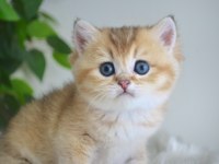 Golden British Shorthair Yavrularım