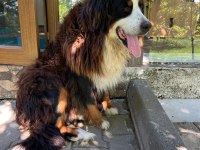 BERNESE YAVRULAR