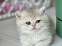SAFKAN GOLDEN BRİTİSH SHORTHAİR YAVRULAR