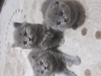 Dünyalar tatlısı british longhair ve scottish bebeklerimiz