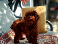 Toy poodle efsane bebekler