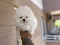 Pomeranian kar topları hazır