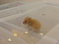 Yavru Golden Hamster