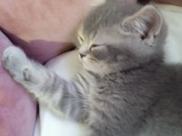 Akıllı oğlumuz gitmeye hazır british shorthair