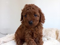 KORE KAN POODLE SAHİPLENDİRME