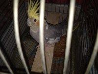 Grey erkek 9 aylık sultan papağanı