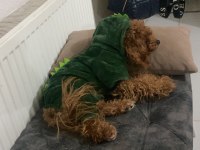 Poodle köpeği