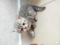 40 günlük british shorthair yavrular