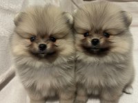 Sevimli Pomeranian Boo Yavrularım