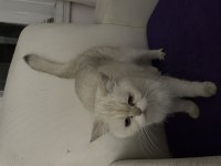ÇİPLİ AŞILI BRİTİSH SHORTHAİR