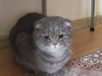 Kısır erkek scottish fold