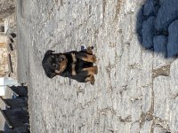 Erkek rottweiler