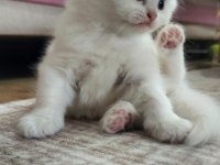 YAVRU KEDİLERİMİZ