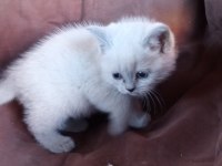 British Shorthair Kedimiz Adana Seyhan