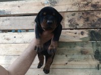 A şecereli 21 günlük doberman
