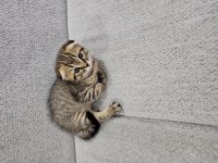 56 Günlük Scottish Fold Dişi ve Erkek Yavrular