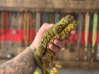 Uromastyx geyri - Uromastyx dispar flavifasciata
