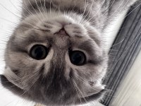 ÖZEL SCOTTİSH KEDİMİZ
