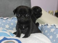 Siyah pug bebekler
