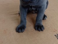 A KALİTE İRİ CANE CORSO YAVRULAR