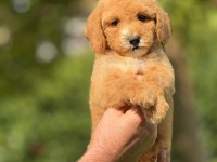 Labradoodle Goldendoodle Yavrular