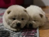Çin aslanı köpeği