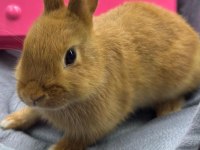 CÜCE NETHERLAND DWARF TAVŞANLARIMIZ