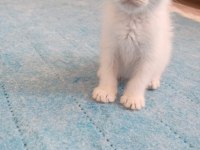 british shorthair yavruları