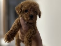 TOY POODLE YAVRULAR