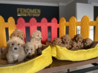 WC EĞTİMLİ MALTİPO YAVRULAR TOY POODLE YAVRULAR ANKARA