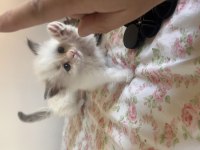 Ragdoll Yavruları