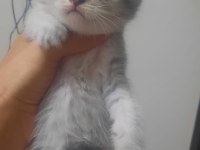 19 mayıs doğumlu scottish fold yavrular sahiplendiriceğim