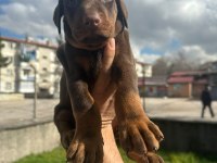 Doberman erkek yavrumuz