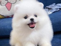 Dişi Ve Erkek Pomeranian Boo Yavrularımız